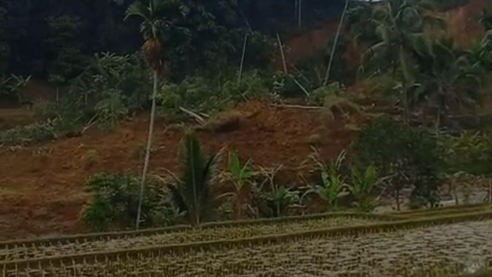 Gempa Sukabumi Diduga Picu Longsor di Tasikmalaya, Dua Hektare Sawah Tertimbun Material Tanah