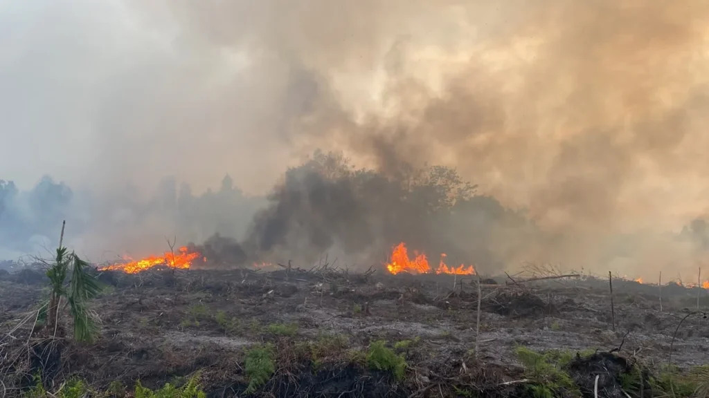 Karhutla Kalimantan Makin Meluas, DPR Desak Pemerintah Ambil Langkah Extraordinary
