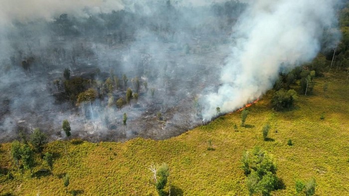 Taman Nasional Tanjung Puting Dikepung Api, Relawan Minta Bantuan Waterbombing